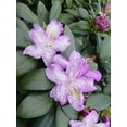 thumbnail image 4 of Purple Passion Rhododendron, 4 of 4