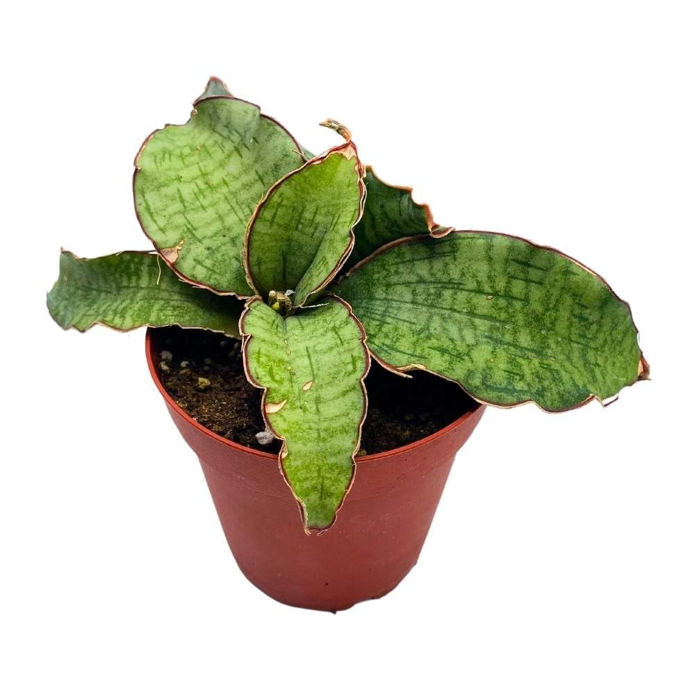 Samurai Dwarf 4 inch Sansevieria Kirkii Cleopatra Silver Blue, Very Rare Snake  Plant - Walmart.com