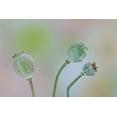 thumbnail image 2 of Paulson, Don 32x23 Black Ornate Wood Framed with Double Matting Museum Art Print Titled - Washington Colorful poppy seed heads on stems, 2 of 4