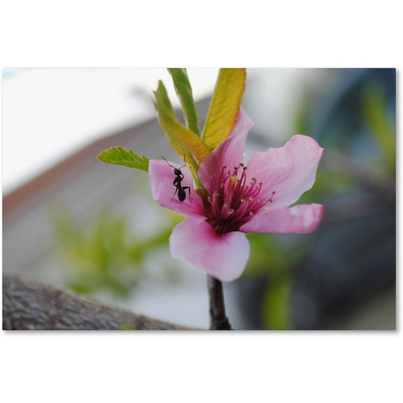 Trademark Fine Art "Expressive Individuality" Canvas Art by Monica Mize