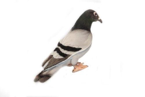 hansa pigeon