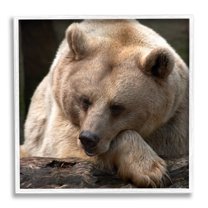 Stupell Industries Brown Bear Forest Wildlife Animals & Insects Photography White Framed Art Print Wall Art