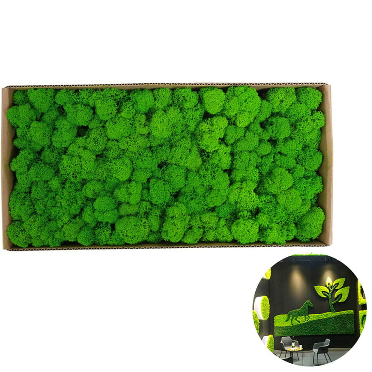 NW Wholesaler Bright Green Preserved Reindeer Moss - 2oz - Indoor Outdoor  for Potted Plants, Terrariums, Fairy Gardens, Arts and Crafts or Floral