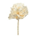 thumbnail image 1 of Vickerman Fleur Blanchie 8 Pouces Queen Fleur 1 Tige Séchée, 1 of 1