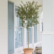 Brighter Blooms - Arbequina Olive Tree, 2-3 ft. - No Shipping to AK, AZ, HI