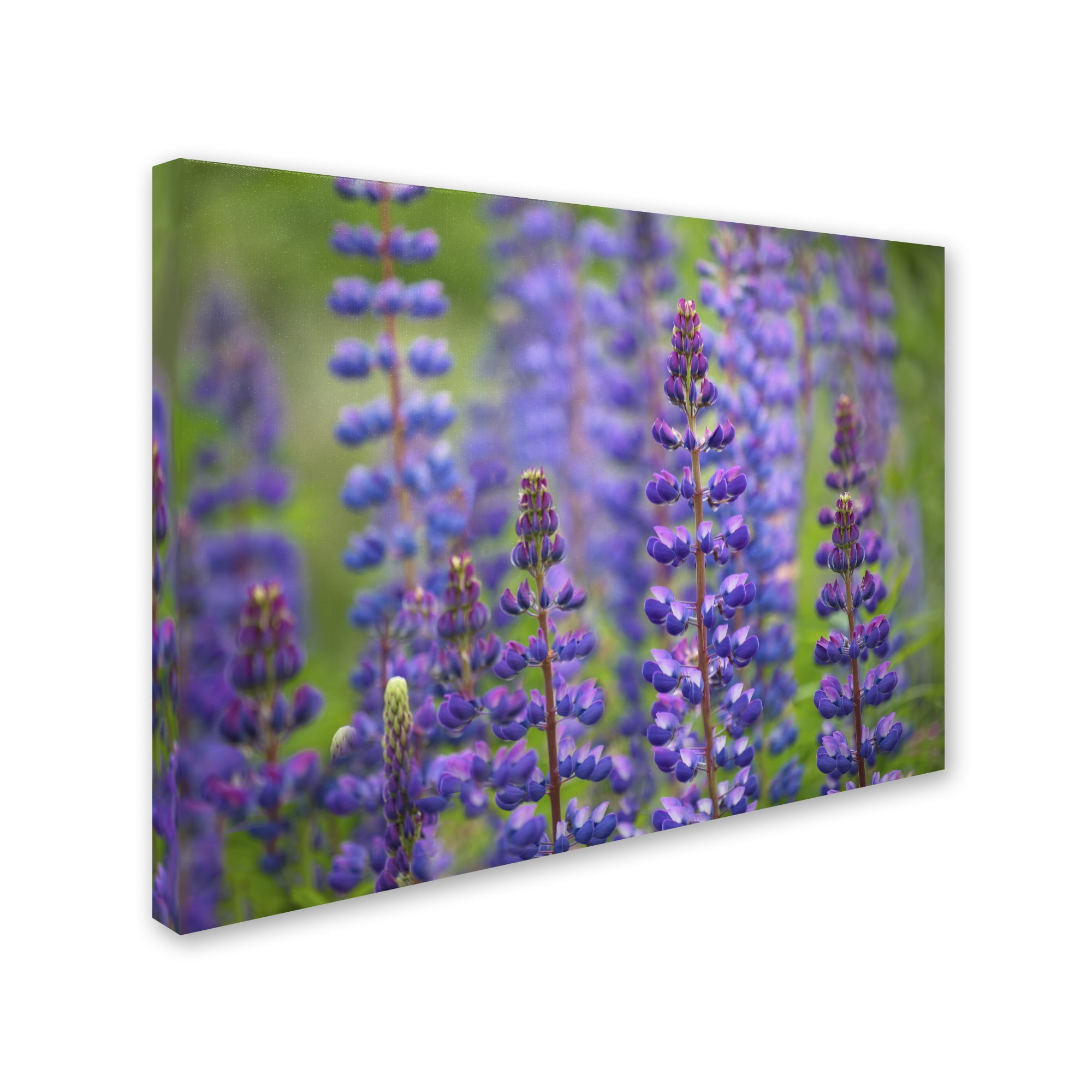 Trademark Fine Art 'Blue Lupine Flowers' Canvas Art by Cora Niele