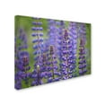 thumbnail image 3 of Trademark Fine Art 'Blue Lupine Flowers' Canvas Art by Cora Niele, 3 of 3