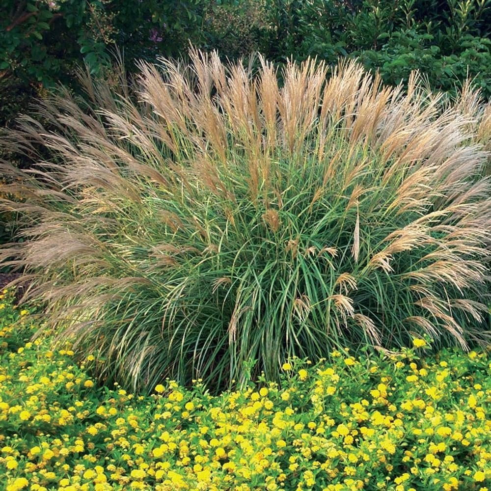 Adagio Maiden Grass  3 Live Plants  Micanthus Sinensis  Hardy Ornamental Grass Perfect for Landscaping and Gardening