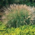 thumbnail image 2 of Adagio Maiden Grass  10 Live Plants  Micanthus Sinensis  Hardy Ornamental Grass Perfect for Landscaping and Gardening, 2 of 9