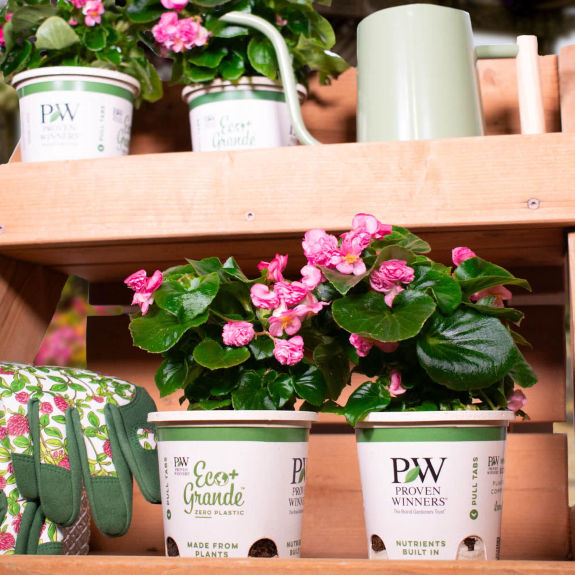 Proven Winners 4" Double Up Pink Begonia Live Plant in 4.25" Pot (4 Count)