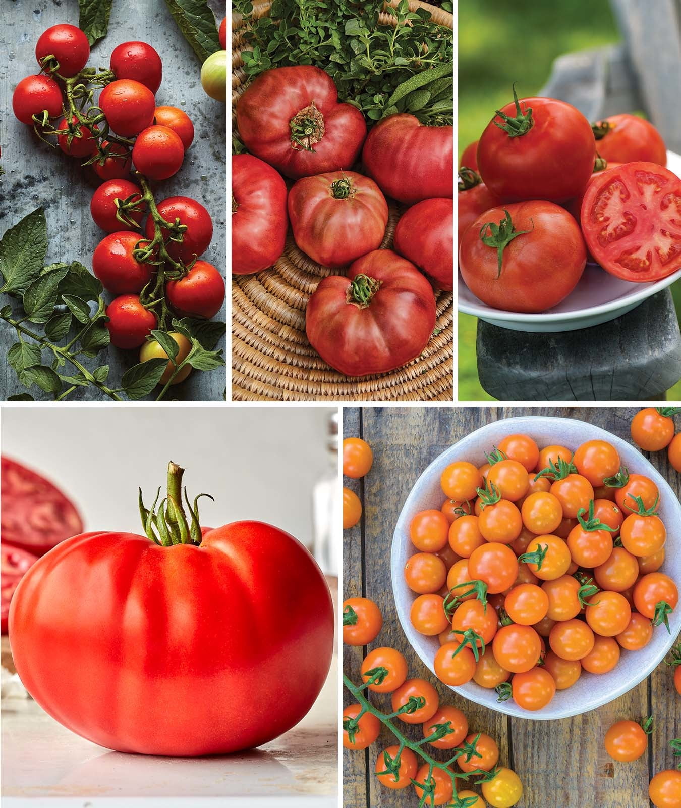 Burpee Best 10 Tomato Seed Collection, Annual Vegetable, Full Sun Lifecycle