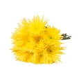 thumbnail image 5 of Yellow Spider Mums - Fresh Cut Flowers - 50 Stems - Chrysanthemum - by Bloomingmore, 5 of 9