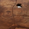 thumbnail image 2 of Stone Ten Teak Root Square Stool - Medium, 2 of 4