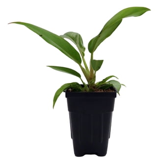 shangri-la pothos Pothos 'Shangri La' – Down to Dirt Plants
