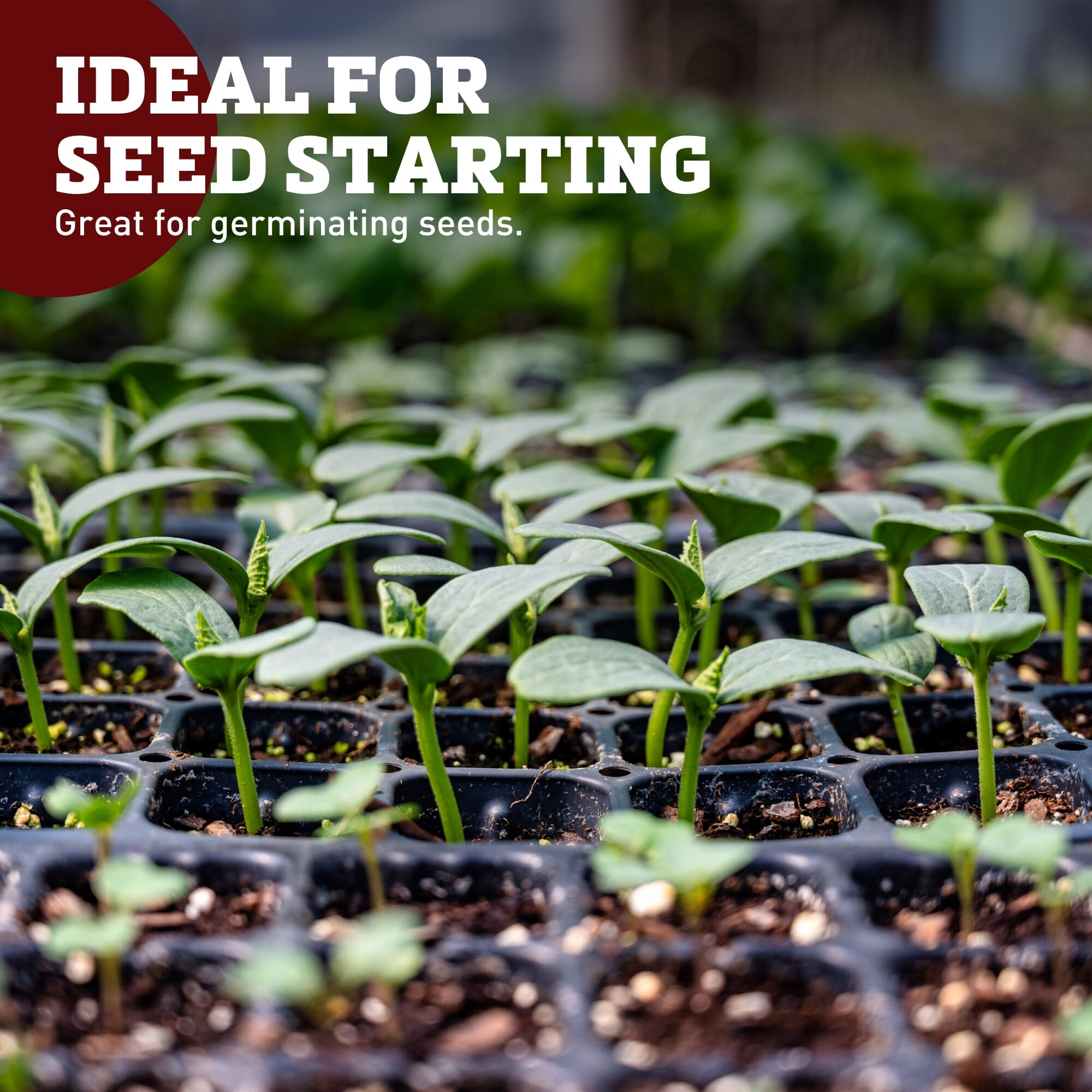 288 Cell Plug Seed Starting Tray – Heavy-Duty Seedling Germination and Propagation Tray - 50 Packs