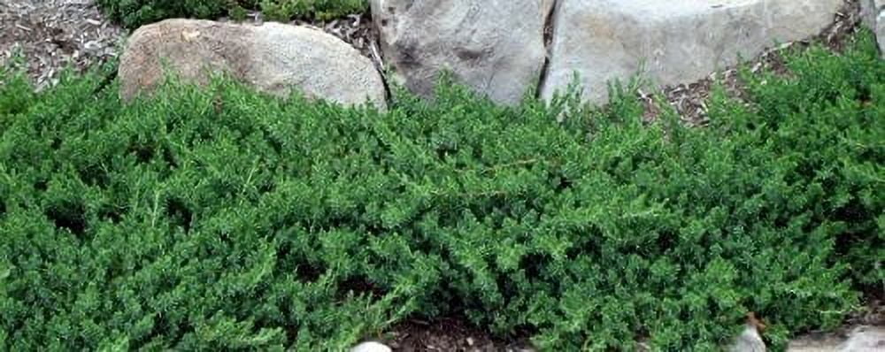 Juniper Blue Pacific - 30 Live Plants - 2" Pot Size - Evergreen Ground Cover 'Shore Juniper'
