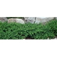 thumbnail image 4 of Juniper Blue Pacific - 40 Live Plants - 2" Pot Size - Evergreen Ground Cover 'Shore Juniper', 4 of 9