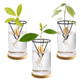 thumbnail image 2 of 3 Pack Avocado Tree Growing Kits, Glass Avocado Seed Vase with Triangle Bracket and Bamboo Base, Sprouting Plant Pot, 2 of 7