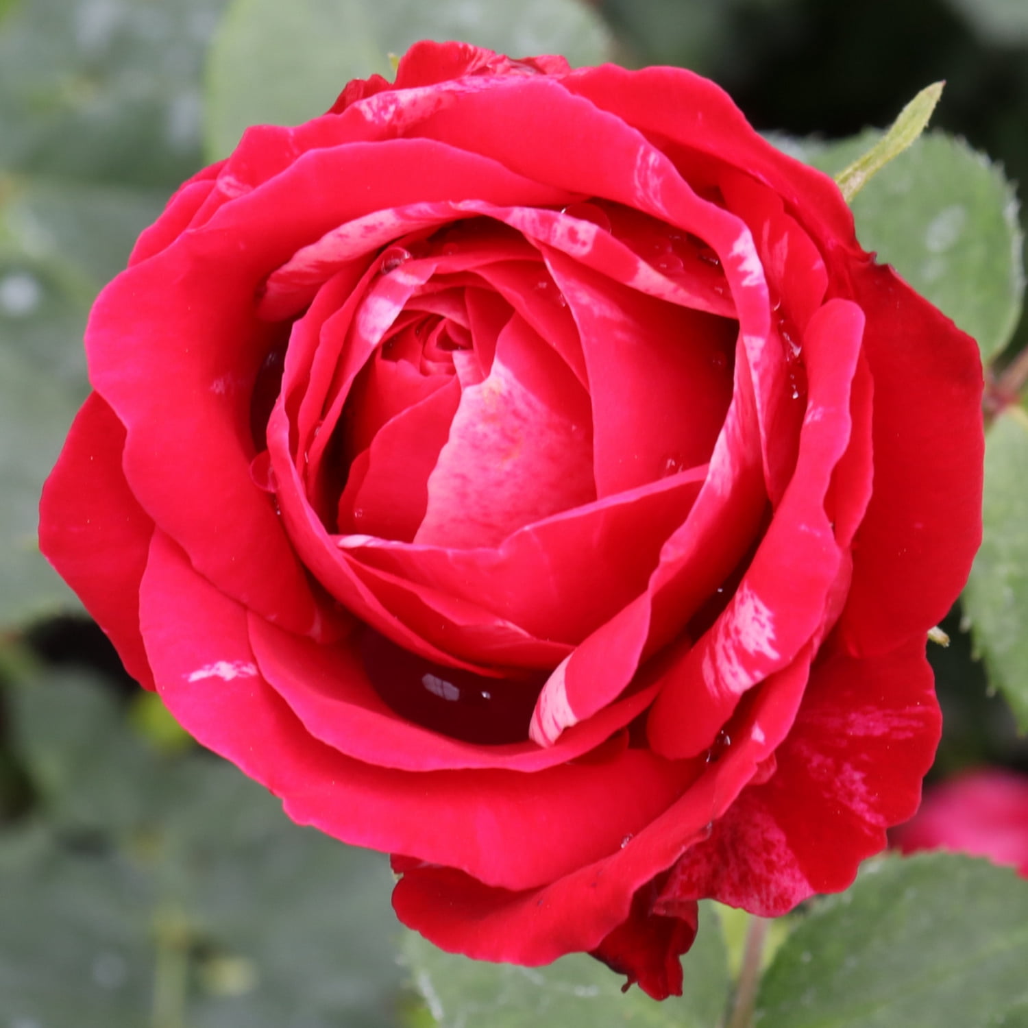 Proven Winners ColorChoice 5" Multicolor Oso Easy Red Stripe Landscape Rose Live Plant in 4.5" Pot (4 Count)