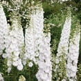 thumbnail image 2 of Delphinium Elatum Magic Fountains Pure White Perennial Flowers - 200 Seeds, 2 of 2