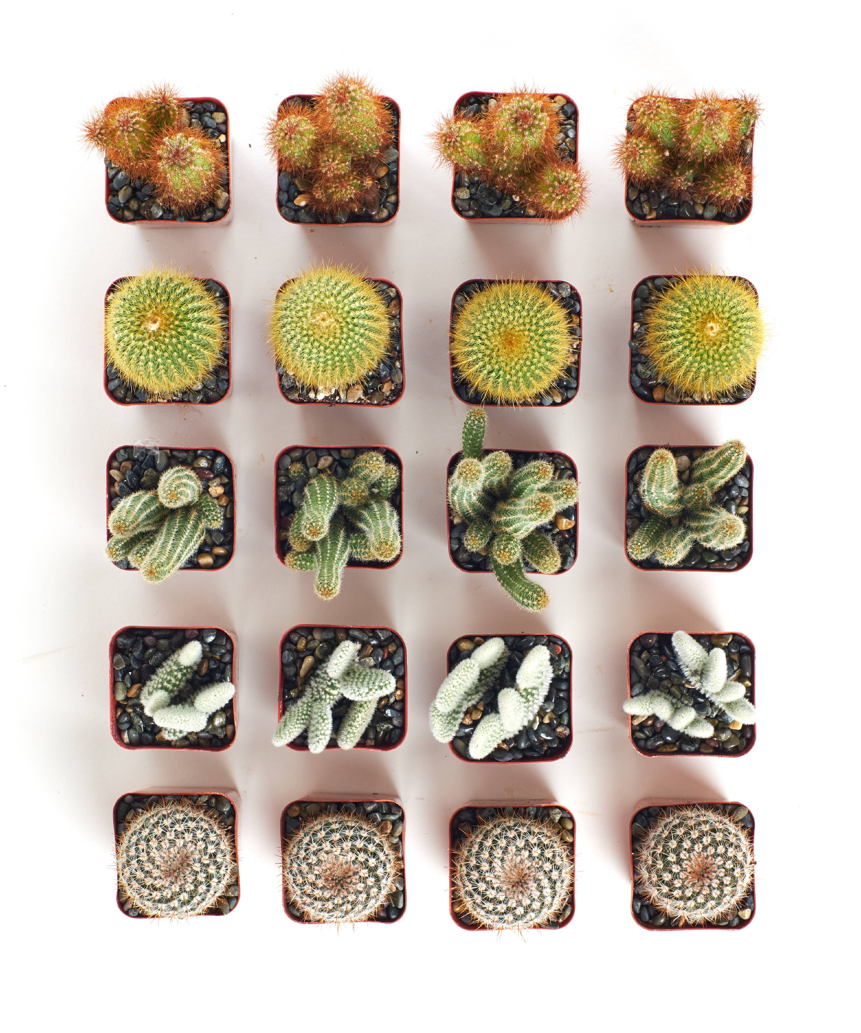 限定】HABITAT POT Valiem x COOL CACTUS 【公式通販】