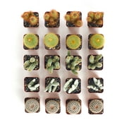 Shop Succulents Cactus Collection(Collection of 20)
