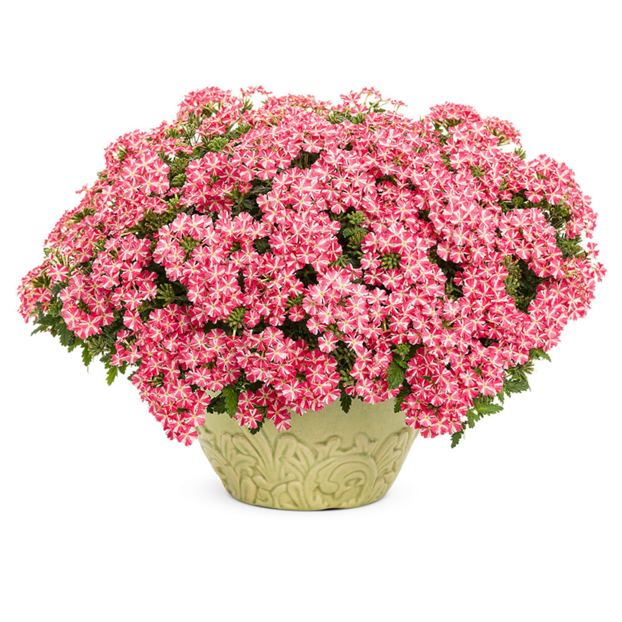 Proven Winners 4" Multicolor Superbena Cherryburst Verbena Live Plant in 4.25" Pot (4 Count)
