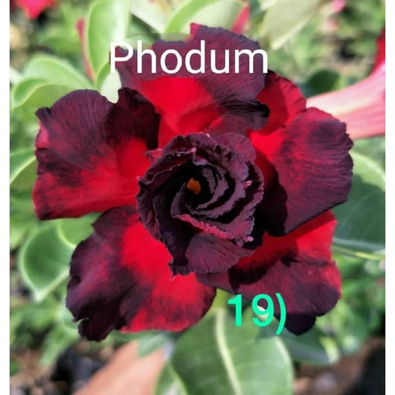 8 Phodum Desert Rose Seeds