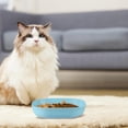 thumbnail image 7 of ACDANC Cat Food Bowl Set,6 Inch Wide Shallow Cat Bowl for Relief Whisker Fatigue,Small Flat Cats Dish,Shallow Pet Feeding Dish Or Plate for Kittens and Small Dogs(4Pcs), 7 of 7