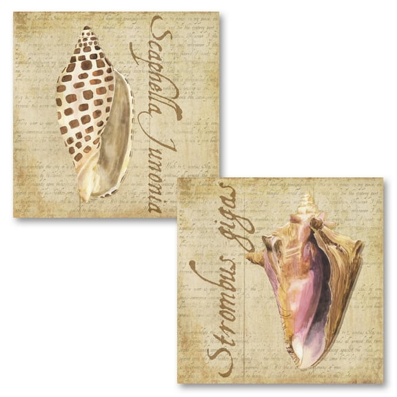 Lovely Tan and Brown Ocean Sea Shell Set by Tara Reed; Coastal Décor; Two 12x12in Unframed Paper Posters