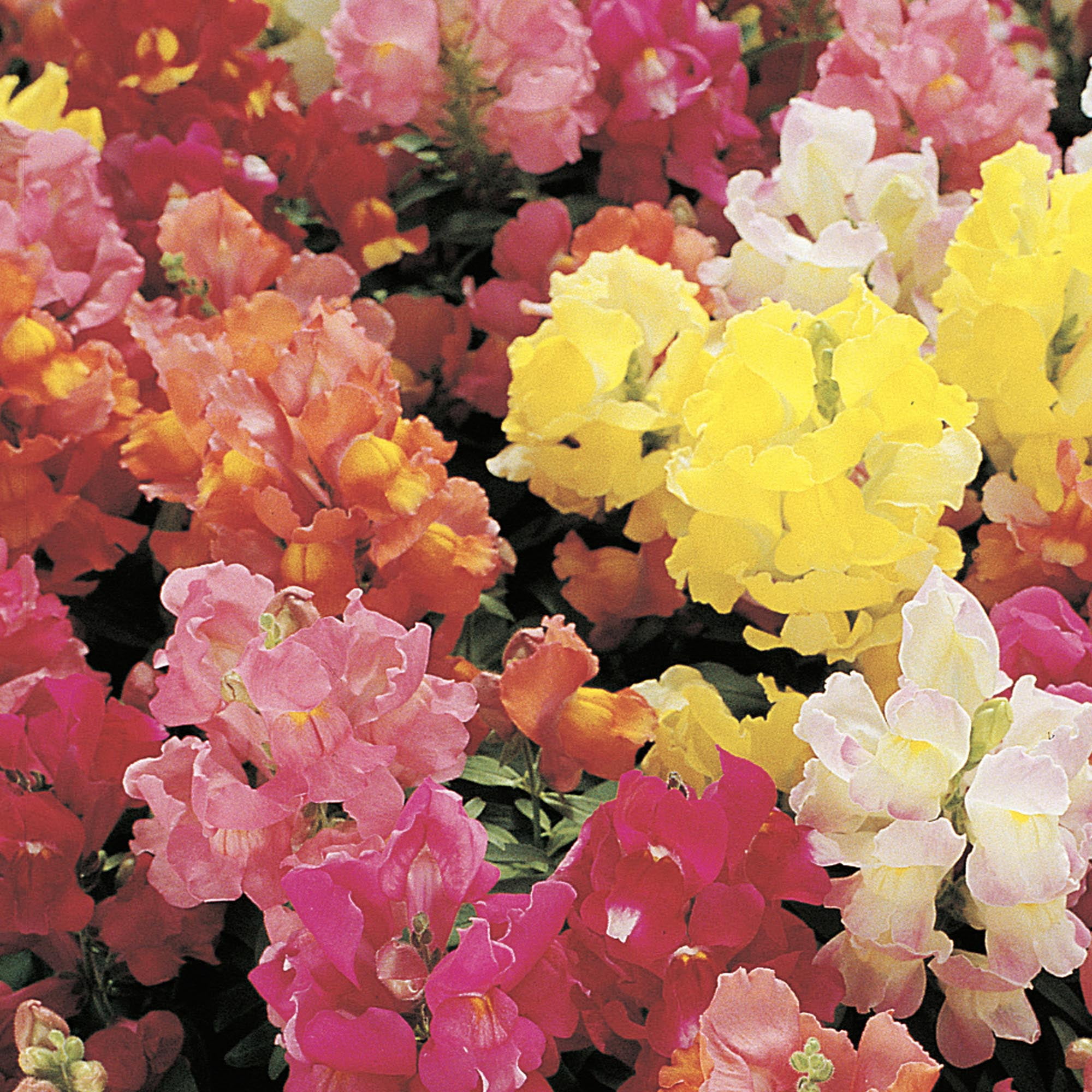 American Seed 100MG Snapdragon Dwarf Magic Carpet Annual Vegetable, Full Sun