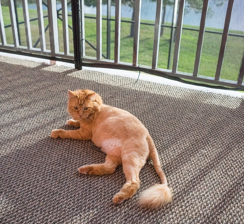 Lions Cut Cat Domestic Cute Orange Animal Feline20 Inch By 30 Inch