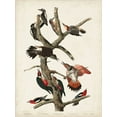 thumbnail image 2 of Audubon, John James 12x14 White Modern Wood Framed Museum Art Print Titled - Pl. 416 Hairy Woodpecker, 2 of 4