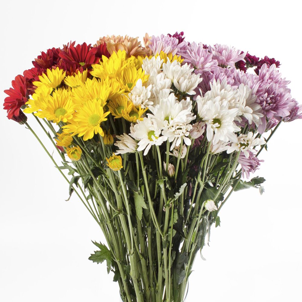 Assorted Colors Daisies Fresh Cut 60 Stems
