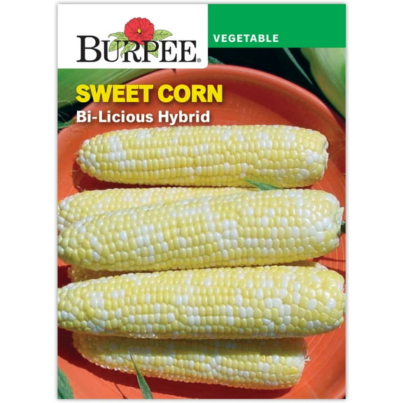 Burpee 75 Seeds Bi-Licious Hybrid Corn Seed, Annual Vegetable Seed, Full Sun