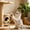 C, variant on Byujiro Hanging Plush Mouse Cat Toy with Pull String, Interactive Self-Play Cat Toy, Hanging Design for Cat Trees, Relieves Boredom & Encourages Exercise
