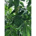 thumbnail image 4 of Rollinia TREE GRAFTED (2-4 Feet Tall). SHIP TO ALL STATES, 4 of 6