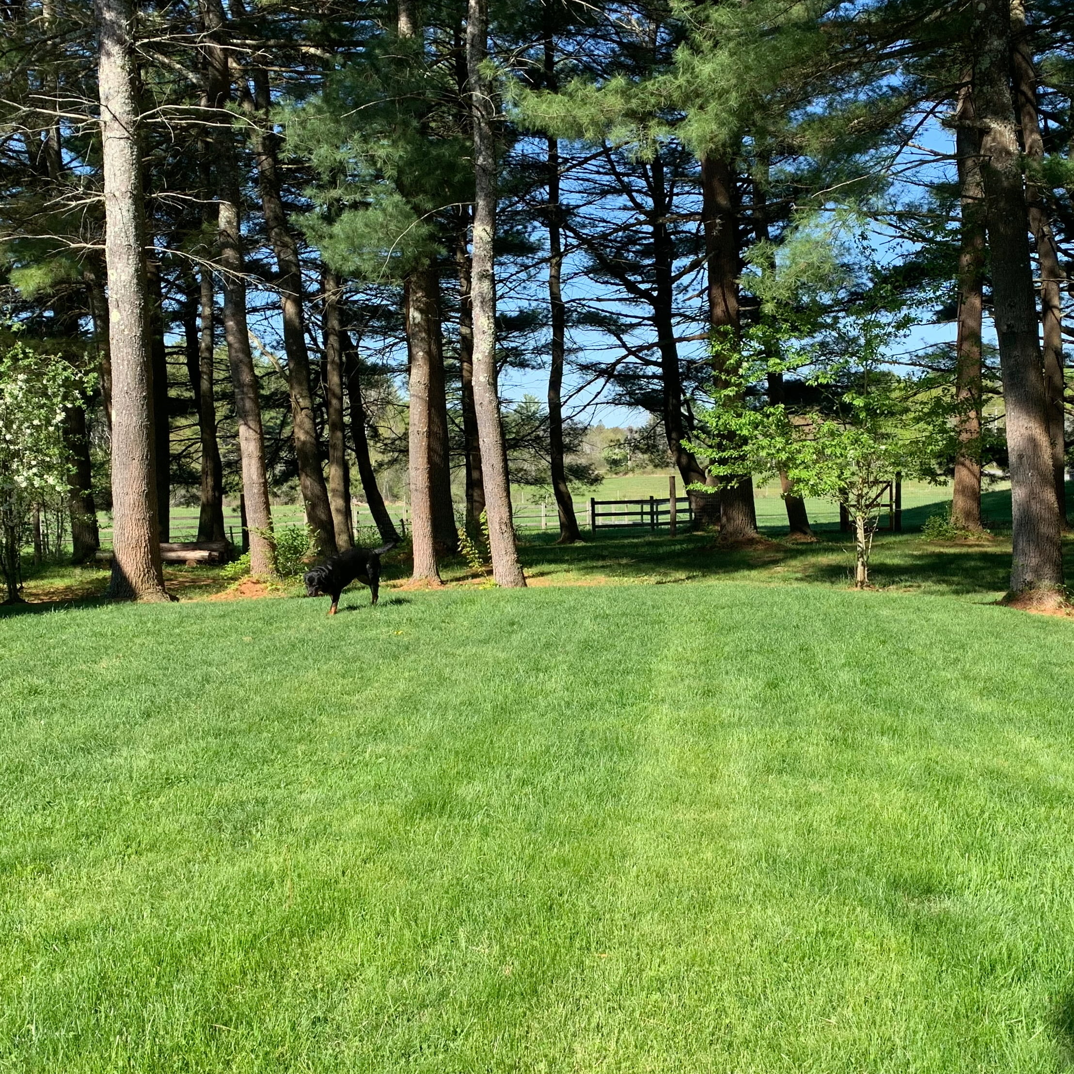 Purely Organic Products Lawn Food 10-0-2 Granular Fertilizer, 25 Lb, Covers 6250 Sq Ft