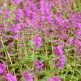 thumbnail image 1 of Cat Mint - Pink Cat - Herb Garden Seeds - 100 Seeds - Non-GMO, Open Pollinated Herbal Gardening Seeds - Nepeta nervosa 'Pink Cat', 1 of 2