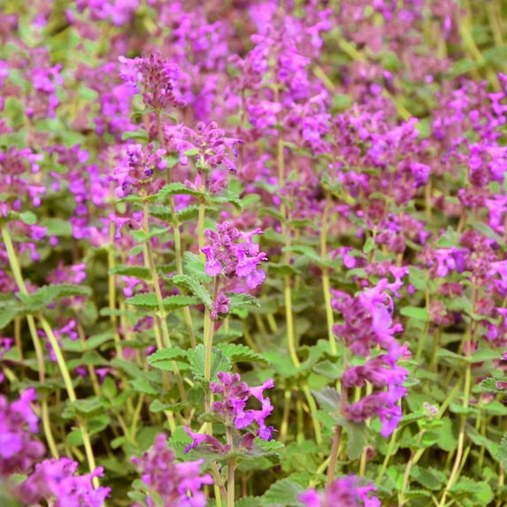 Cat Mint - Pink Cat - Herb Garden Seeds - 100 Seeds - Non-GMO, Open Pollinated Herbal Gardening Seeds - Nepeta nervosa 'Pink Cat'