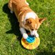 thumbnail image 3 of Comedero interactivo tipo rompecabezas, cuenco de comida lenta, estimulación mental para cachorros y perros pequeños, 3 of 6