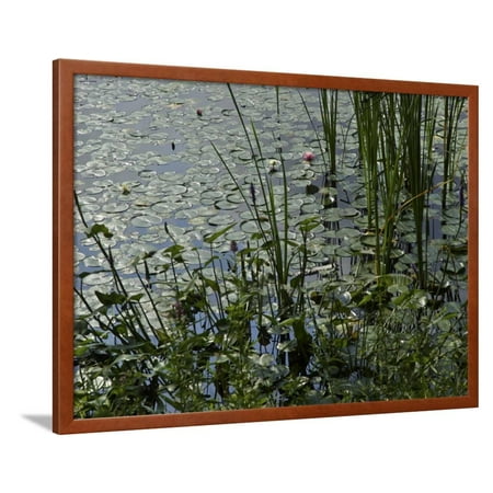 Lily Pads in Pond, Great Barrington, Berkshires, Massachusetts, USA Framed Print Wall Art By Lisa S.