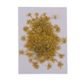 thumbnail image 2 of 6pcs flor secada prensada flor de zanahoria real para velas artesanales Amarillo Sunnimix Flores secadas prensadas naturales, 2 of 8