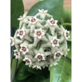 thumbnail image 3 of Hoya Limoniaca, 2" Plant, The Plant Farm, 3 of 3