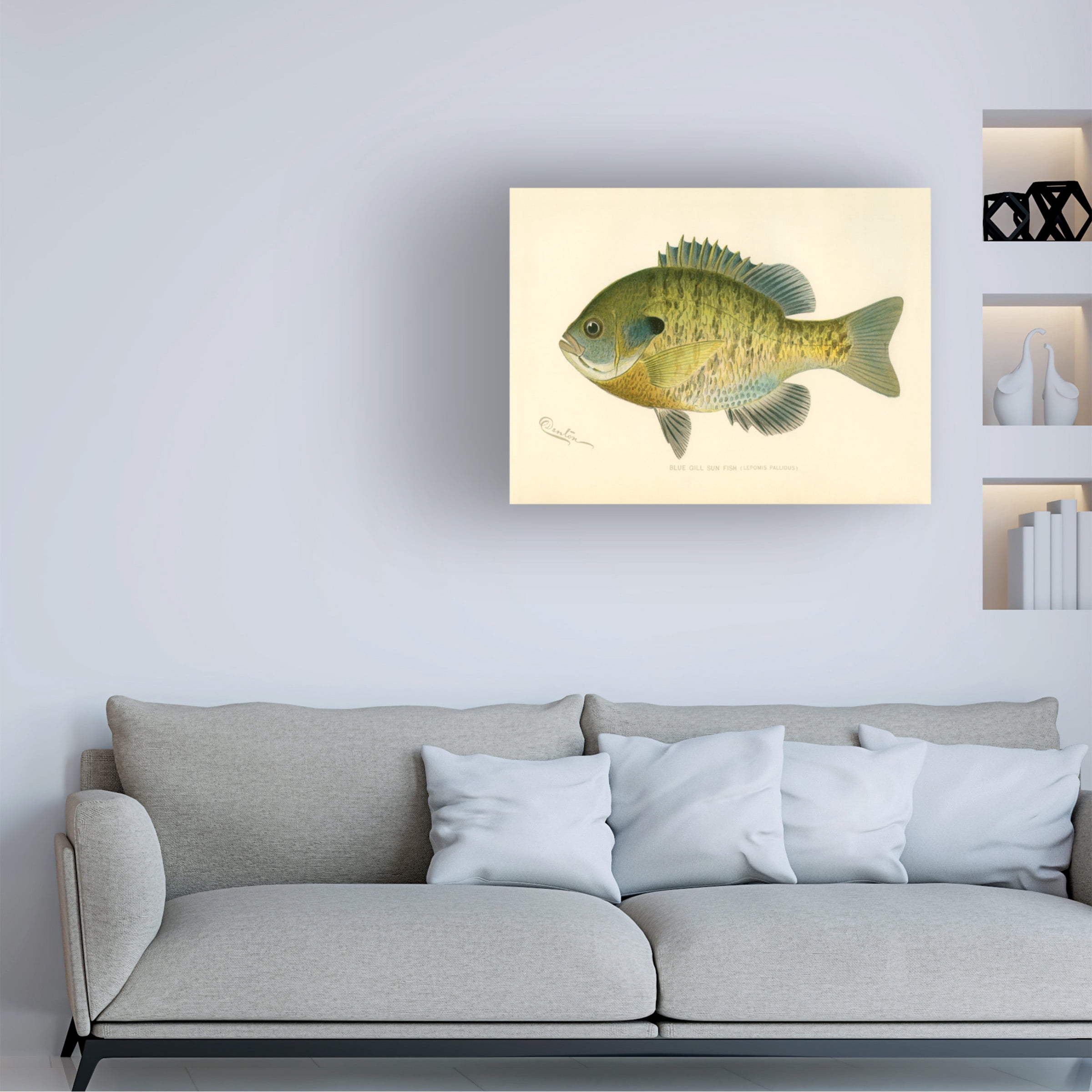 Print Collection 'Blue Gill Sun Fish' Canvas Art