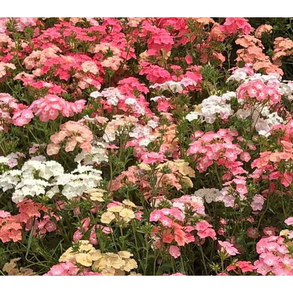 Phlox PASTEL COLORS 400 Seeds - Mother Nature's Seeds - Wildflower Seeds - Flower Seeds for Planting - Non-GMO