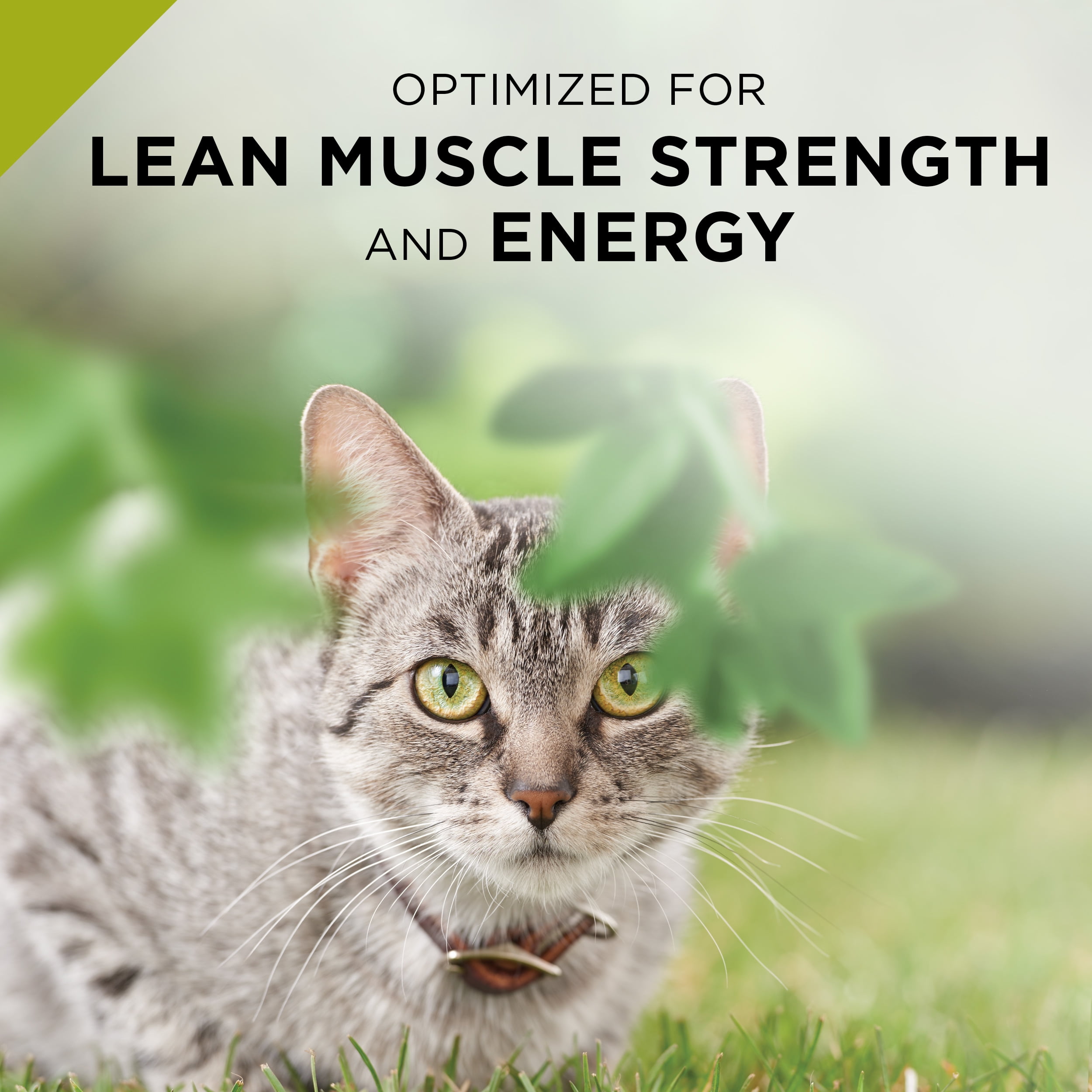 pro plan true nature cat food