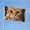 Cat, variant on Funny Bubble gun Cat Garden Flags for Outside 3x5 Ft Double Sided Large House Flag Cute Cat Meme Cats Flags Housewarming Gifts for Women Men Cat Lovers Wall Yard Outdoor Patio Decor