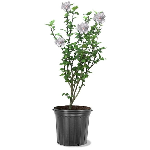 Expert Gardener 3-4 ft. tall White Althea Live Shrub in 7-Gallon Grower Pot