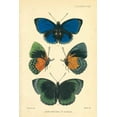 thumbnail image 2 of Smit, Joseph 23x32 Gold Ornate Wood Framed with Double Matting Museum Art Print Titled - Butterflies, New species of Agrias, 2 of 4
